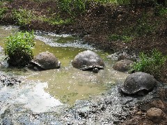 Giant Turtle; Tortoises Wild Galapagos Islands Ecuador South America Trips
